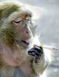 http://www.bearskinrug.co.uk/_articles/2003/11/06/ancient_man/monkeys/images/monkey_smoking.jpg