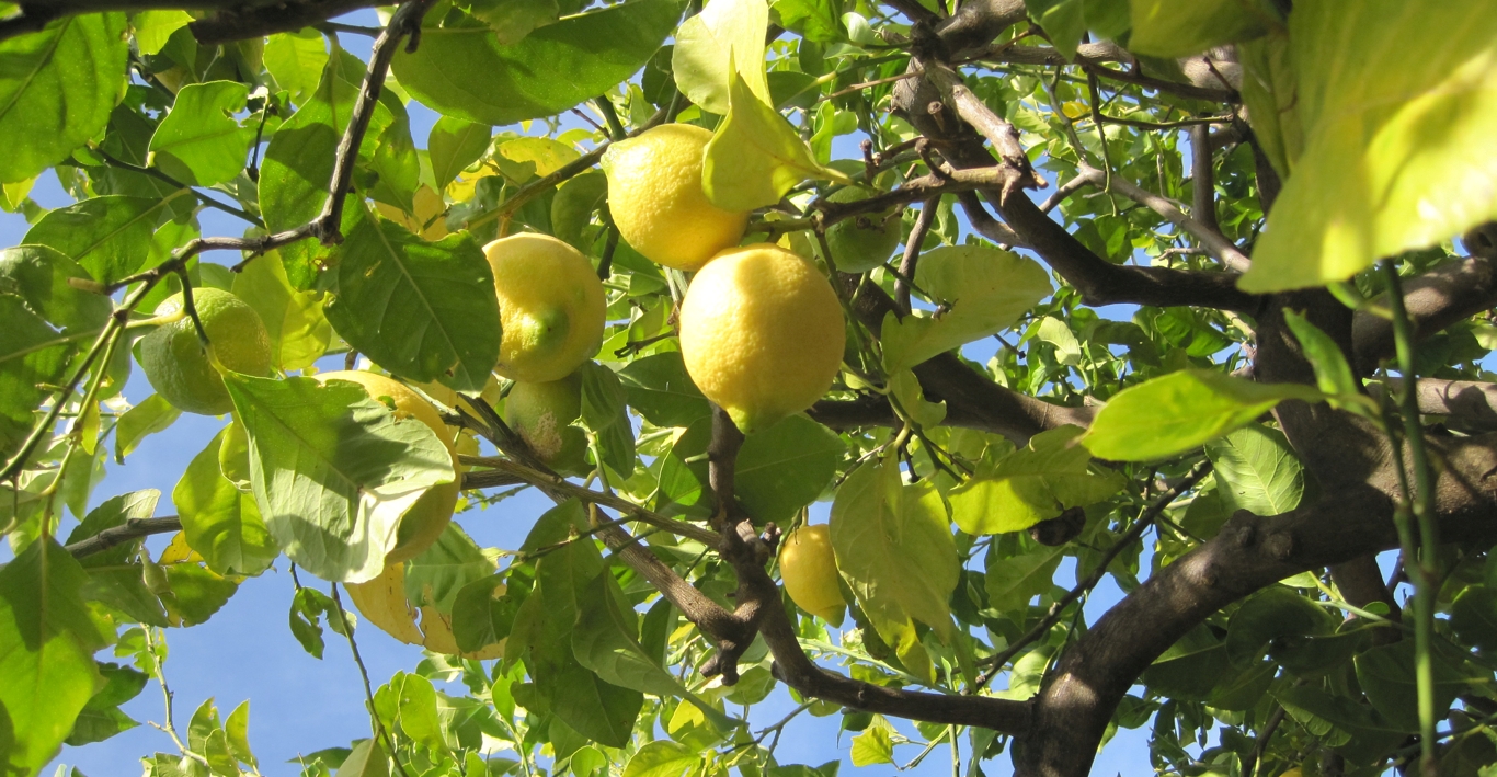 Albero di limone