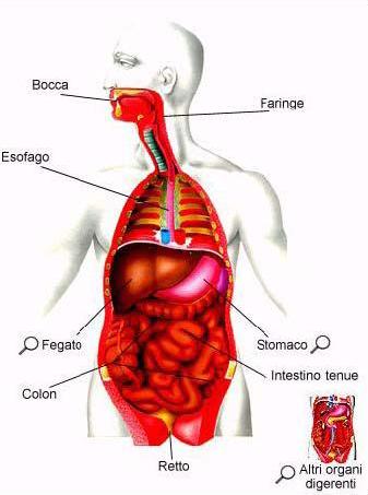 Apparato Digerente E Intestino Salute Cura E Informazioni