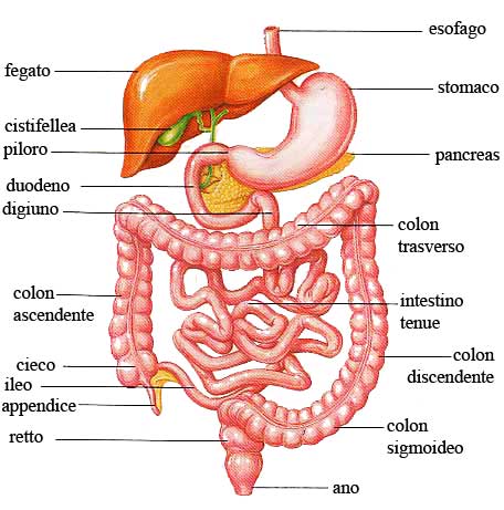 Apparato Digerente E Intestino Salute Cura E Informazioni