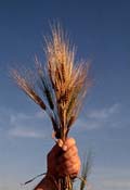 barley.jpg (3844 byte)