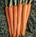 carrot.jpg (10852 byte)