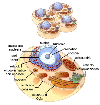 Cellula