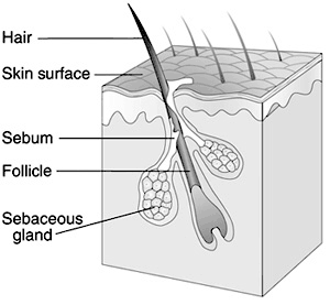 Hair Follicle