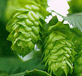 hops.jpg (8510 byte)