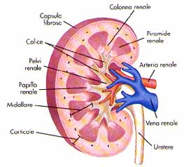 Interno rene