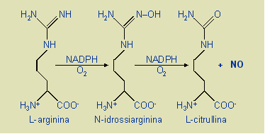 erezione di ossido nitrico