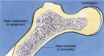 Osso trabicolare