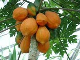 Papaia albero