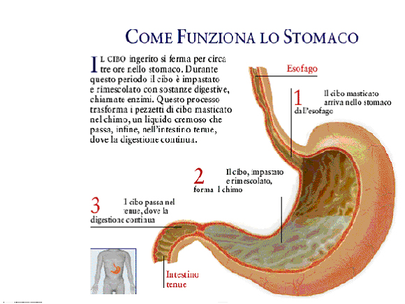 Apparato Digerente E Intestino Salute Cura E Informazioni