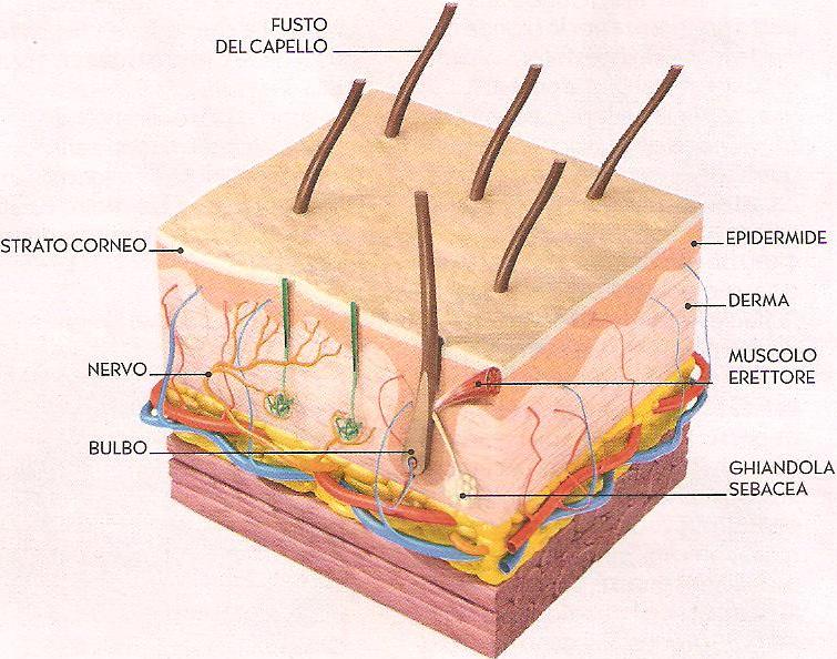 Struttura del capello