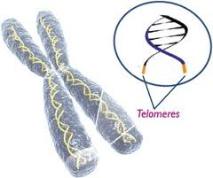 Telomeri